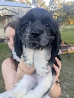 Sebastian , a male Cocker Spaniel for sale in Bethune, SC – 6 of 8