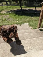 Sebastian , a male Cocker Spaniel for sale in Bethune, SC – 5 of 8