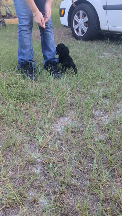 Sadie , a female Cocker Spaniel for sale in Bethune, SC – 2 of 2