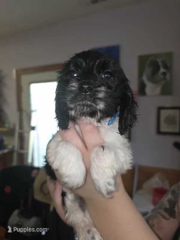 Sebastian  – Cocker Spaniel puppy for sale in Bethune, SC