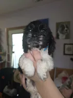 Sebastian , a male Cocker Spaniel for sale in Bethune, SC – 1 of 8