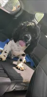 Sebastian , a male Cocker Spaniel for sale in Bethune, SC – 4 of 8