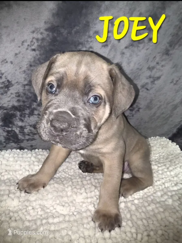 Joey – Cane Corso puppy for sale in Avondale, AZ