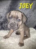 Joey, a male Cane Corso for sale in Avondale, AZ – 1 of 1
