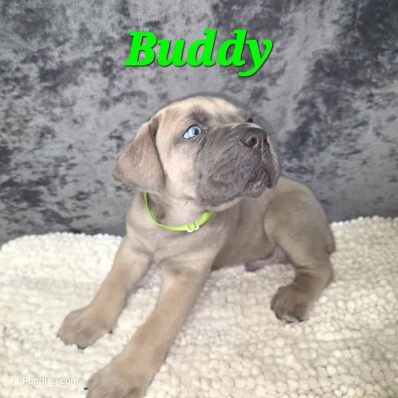 Buddy – Cane Corso puppy for sale in Avondale, AZ