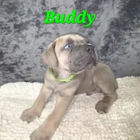Buddy, a male Cane Corso for sale in Avondale, AZ – 1 of 2