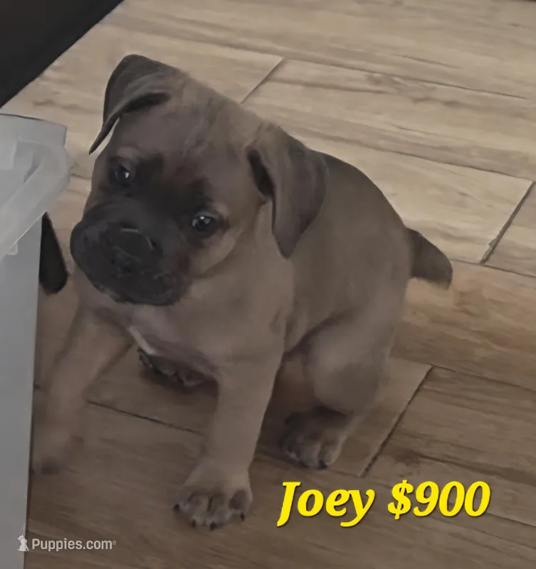Joey – Cane Corso puppy for sale in Avondale, AZ