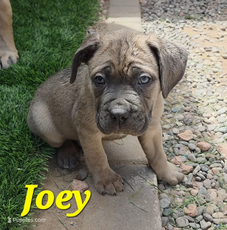 Joey – Cane Corso puppy for sale in Avondale, AZ
