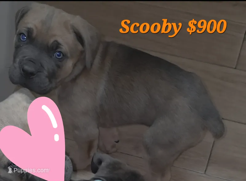 Scooby – Cane Corso puppy for sale in Avondale, AZ