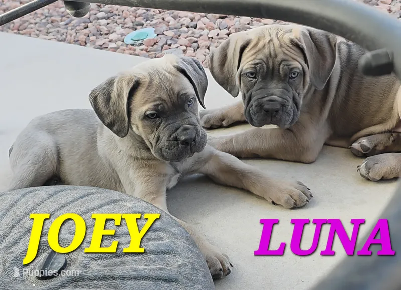 Luna  – Cane Corso puppy for sale in Avondale, AZ