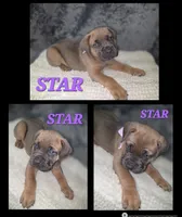 Star, a female Cane Corso for sale in Avondale, AZ – 2 of 2