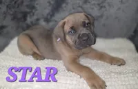 Star, a female Cane Corso for sale in Avondale, AZ – 1 of 2