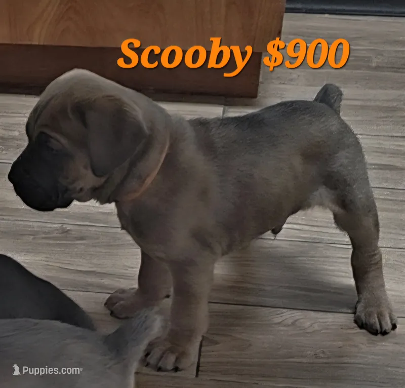 Scooby – Cane Corso puppy for sale in Avondale, AZ