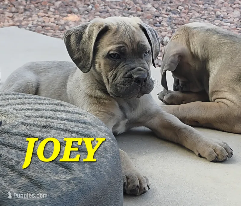 Joey  – Cane Corso puppy for sale in Avondale, AZ