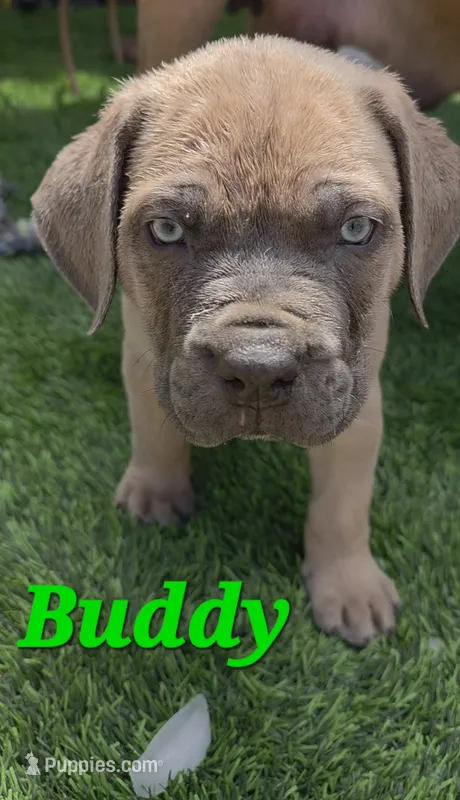 Buddy – Cane Corso puppy for sale in Avondale, AZ