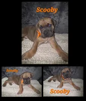 Scooby, a male Cane Corso for sale in Avondale, AZ – 2 of 2