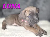 Luna , a female Cane Corso for sale in Avondale, AZ – 1 of 1
