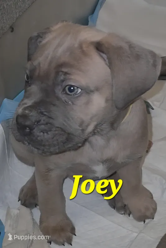 Joey – Cane Corso puppy for sale in Avondale, AZ