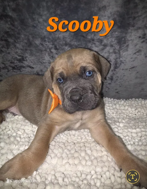 Scooby – Cane Corso puppy for sale in Avondale, AZ