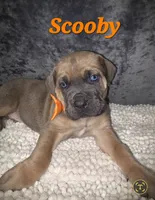 Scooby, a male Cane Corso for sale in Avondale, AZ – 1 of 2