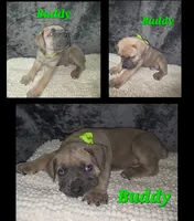 Buddy, a male Cane Corso for sale in Avondale, AZ – 2 of 2