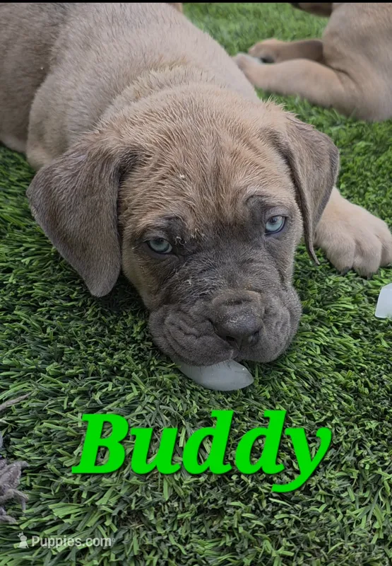 Buddy – Cane Corso puppy for sale in Avondale, AZ