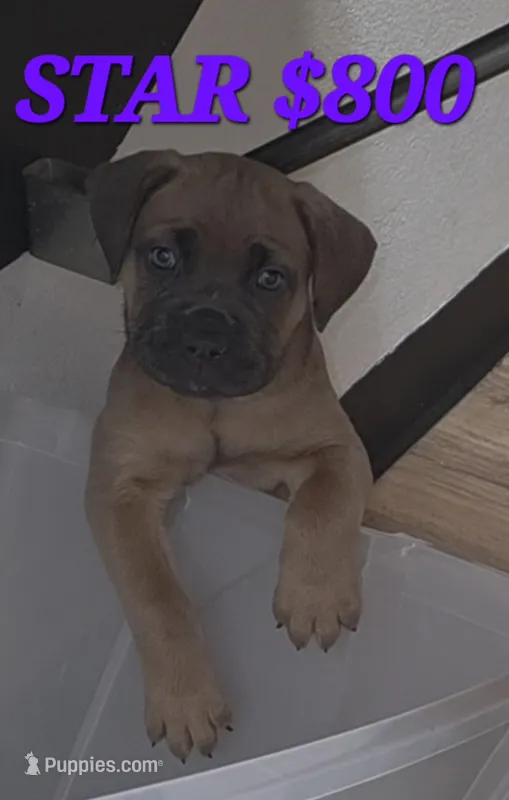 Star – Cane Corso puppy for sale in Avondale, AZ