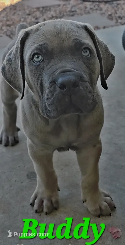 Buddy – Cane Corso puppy for sale in Avondale, AZ