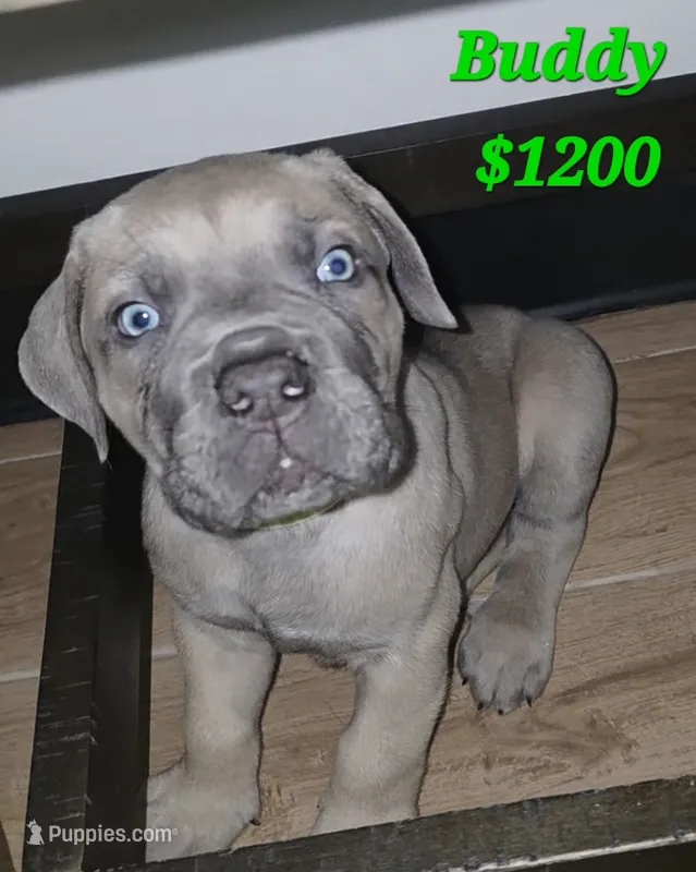 Buddy – Cane Corso puppy for sale in Avondale, AZ