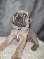 Ghost, a male Cane Corso for sale in Avondale, AZ – 1 of 1