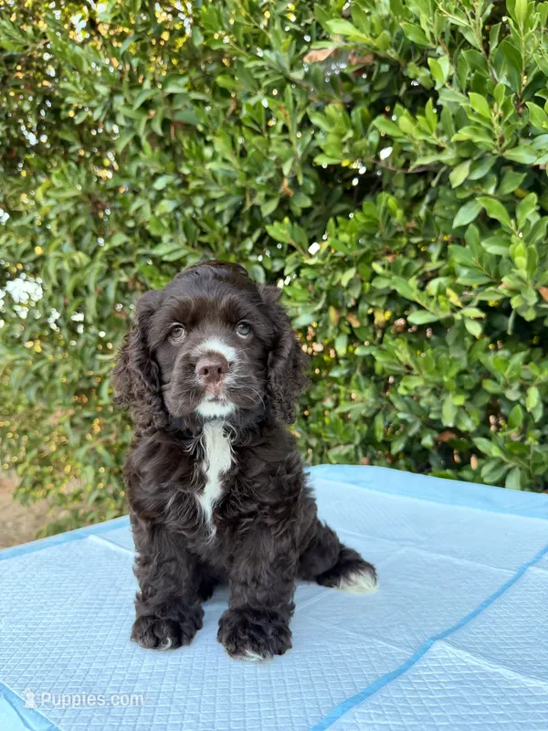 Mocha  – Cocker Spaniel puppy for sale in Mira Loma, CA