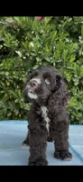 Mocha , a female Cocker Spaniel for sale in Mira Loma, CA – 2 of 4
