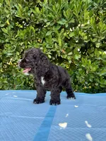 Mocha , a female Cocker Spaniel for sale in Mira Loma, CA – 3 of 4