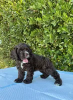 Mocha , a female Cocker Spaniel for sale in Mira Loma, CA – 4 of 4