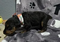 Girl 2 , a female Airedale Terrier for sale in Aurora, CO – Photo 2 of 4