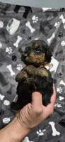 Girl 2 , a female Airedale Terrier for sale in Aurora, CO – Photo 1 of 4