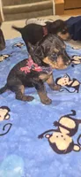 Girl 3, a female Airedale Terrier for sale in Aurora, CO – Photo 3 of 5