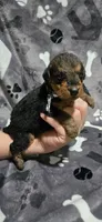 Girl 7, a female Airedale Terrier for sale in Aurora, CO – Photo 1 of 4