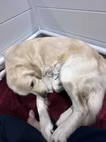 processed/32c5476c-a081-47f9-af75-bee0e8ca6cb3/listing/978b5951-74eb-4c43-8a4c-c69691beb0d2/875791ae-e511-4c6a-8464-ef26c88b8608