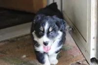 Topac, a male Miniature Australian Shepherd for sale in Gretna, VA – 3 of 5