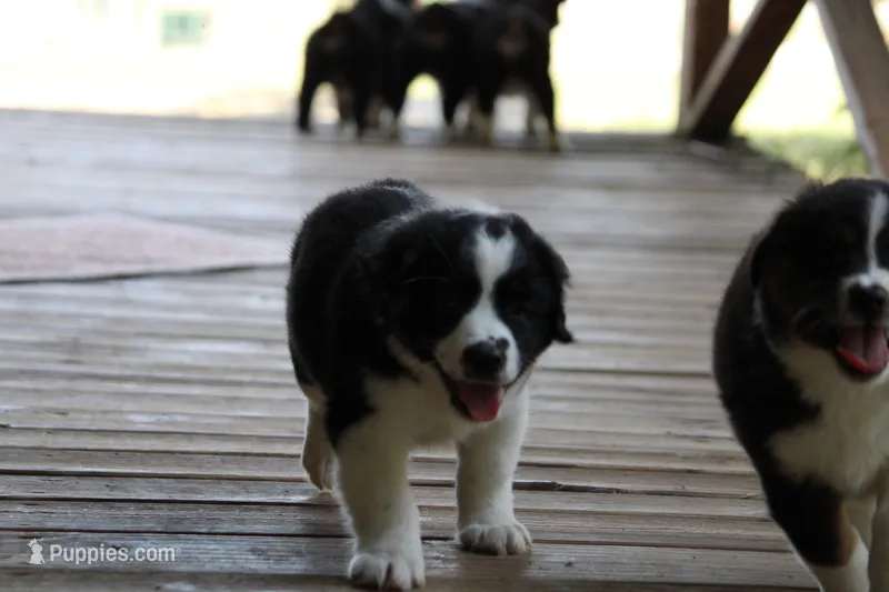 Diamond  – Miniature Australian Shepherd puppy for sale in Gretna, VA