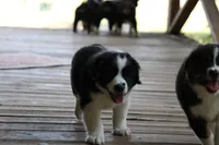 Diamond , a male Miniature Australian Shepherd for sale in Gretna, VA – 1 of 1