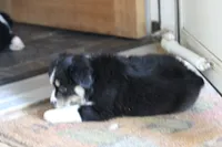 Topac, a male Miniature Australian Shepherd for sale in Gretna, VA – 2 of 5
