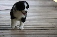 Hazel , a female Miniature Australian Shepherd for sale in Gretna, VA – 3 of 4