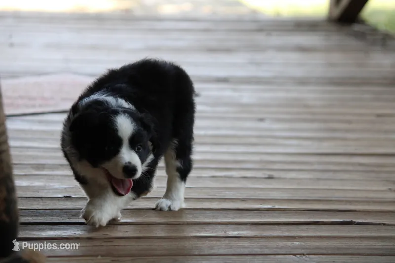 Hazel  – Miniature Australian Shepherd puppy for sale in Gretna, VA