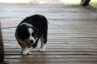 Hazel , a female Miniature Australian Shepherd for sale in Gretna, VA – 1 of 4
