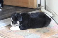 Topac, a male Miniature Australian Shepherd for sale in Gretna, VA – 5 of 5