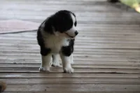 Hazel , a female Miniature Australian Shepherd for sale in Gretna, VA – 4 of 4