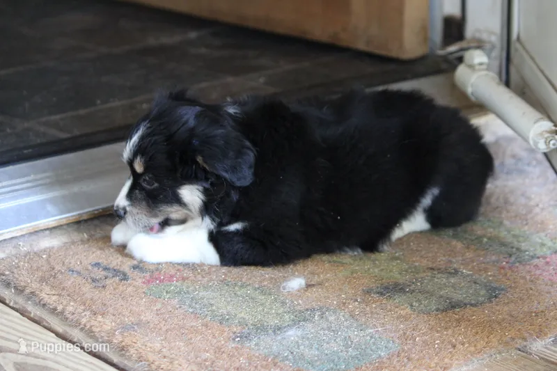 Topac – Miniature Australian Shepherd puppy for sale in Gretna, VA