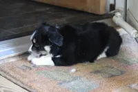 Topac, a male Miniature Australian Shepherd for sale in Gretna, VA – 1 of 5